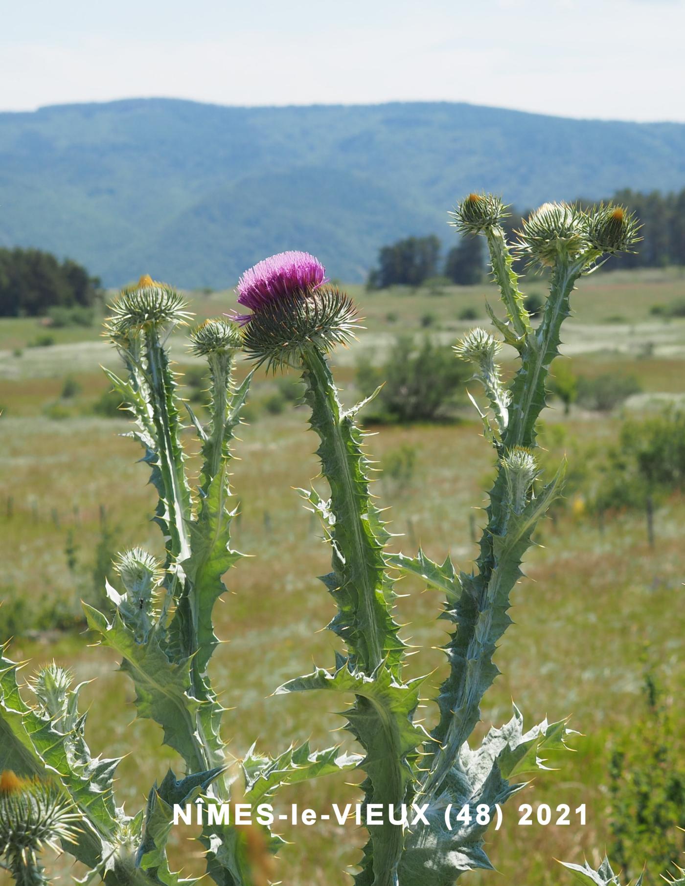 Thistle, Scotch, Cotton thistle plant